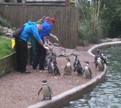 Guest keepers feeding the penguins